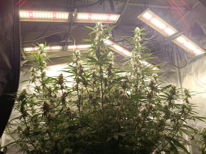 OG kush atuo x1. Week 7 - Day 56