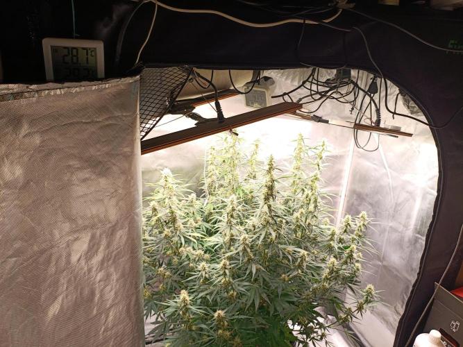 OG kush atuo x1. Week 7 - Day 56