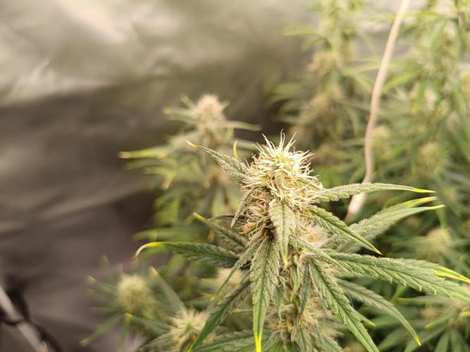 OG kush atuo x1. Week 7 - Day 56