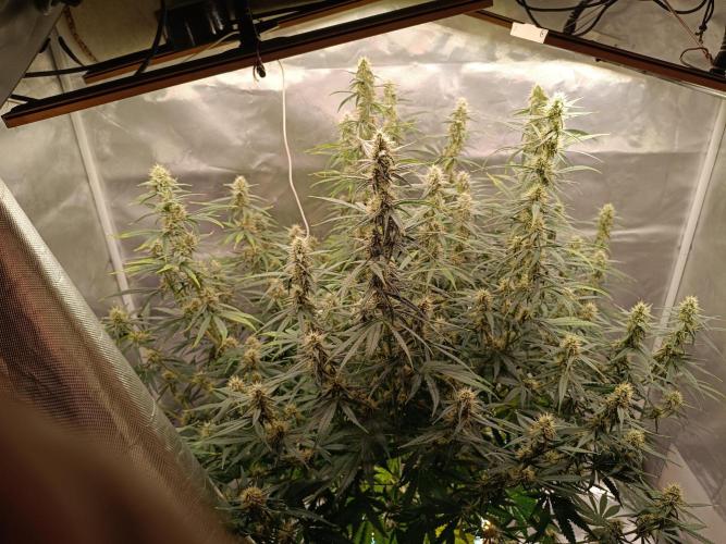 OG kush atuo x1. Week 8 - Day 58