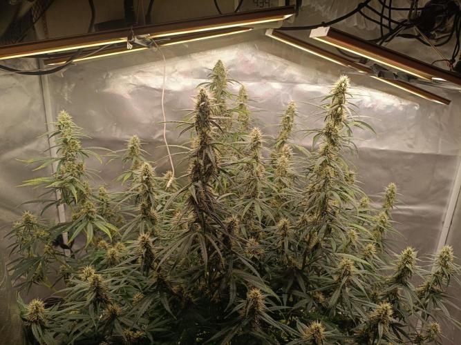 OG kush atuo x1. Week 8 - Day 59