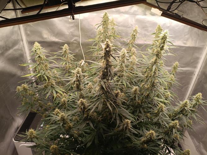 OG kush atuo x1. Week 8 - Day 60