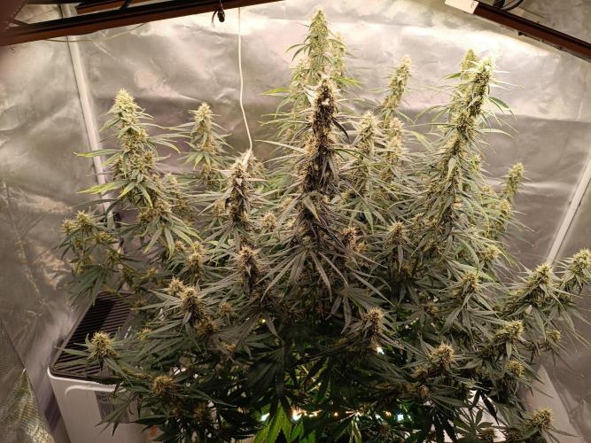 OG kush atuo x1. Week 8 - Day 61