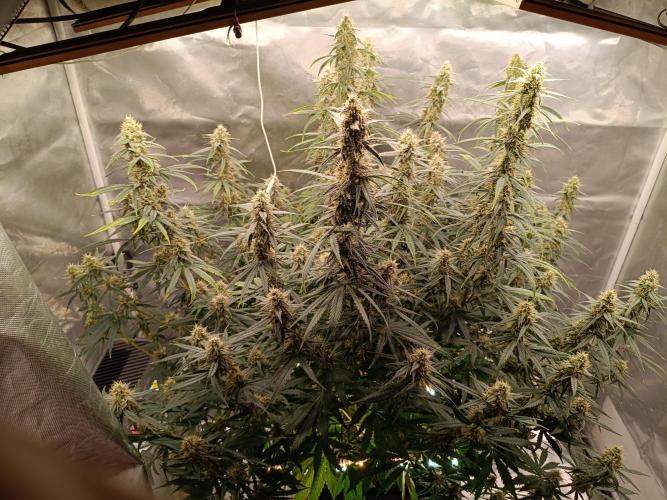 OG kush atuo x1. Week 8 - Day 62