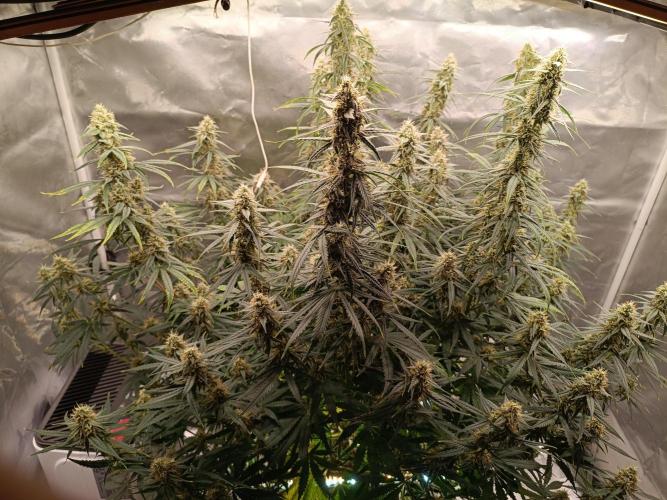 OG kush atuo x1. Week 8 - Day 63