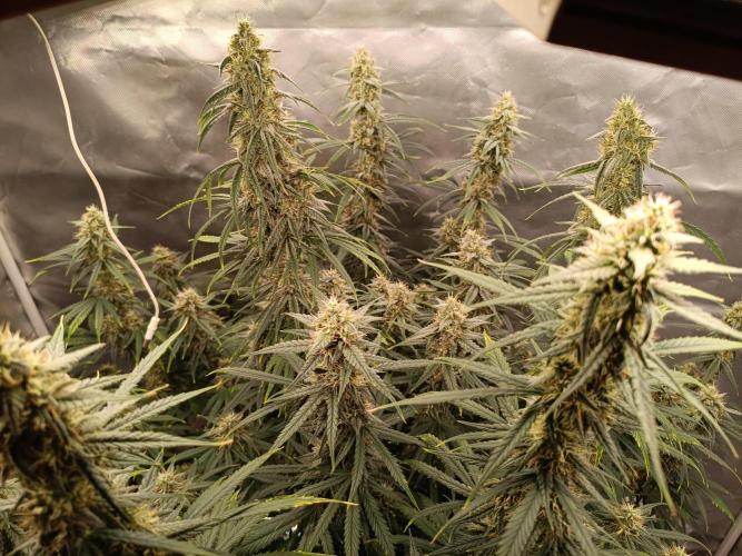 OG kush atuo x1. Week 8 - Day 63