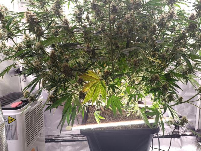 OG kush atuo x1. Week 8 - Day 63