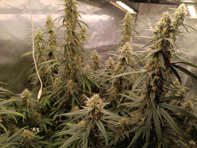 OG kush atuo x1. Week 8 - Day 63