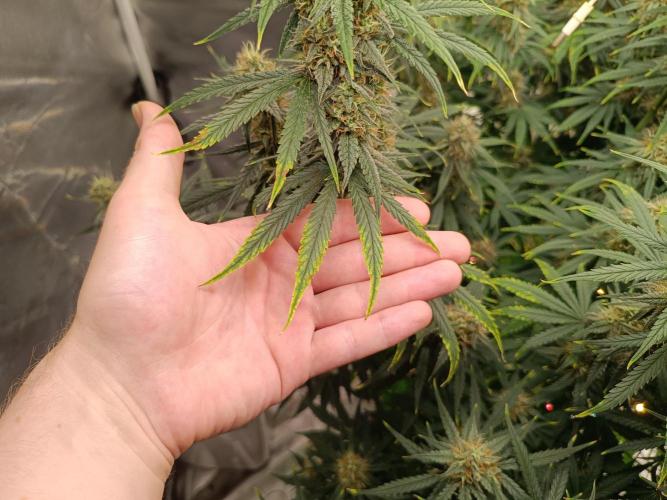 OG kush atuo x1. Week 8 - Day 63
