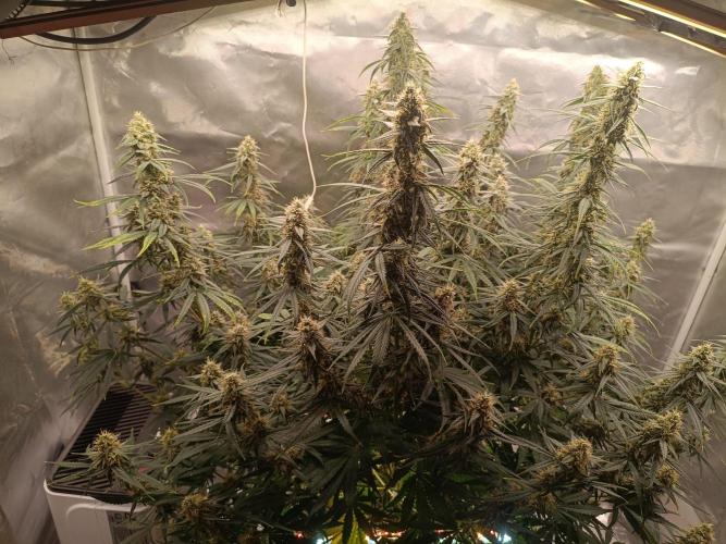 OG kush atuo x1. Week 9 - Day 64