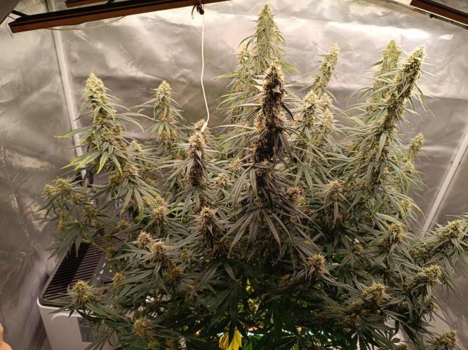 OG kush atuo x1. Week 9 - Day 65