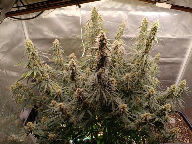 OG kush atuo x1. Week 9 - Day 66