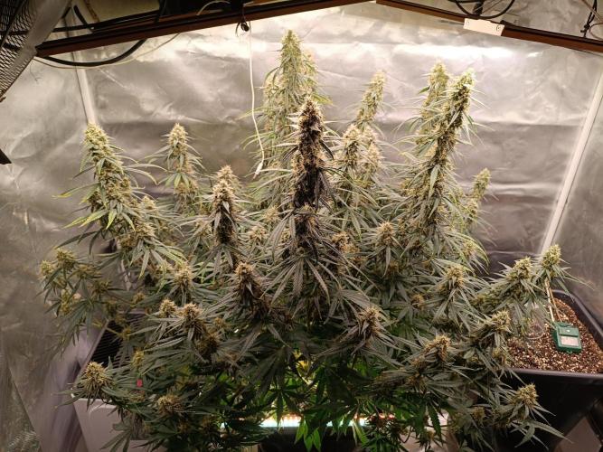 OG kush atuo x1. Week 9 - Day 67