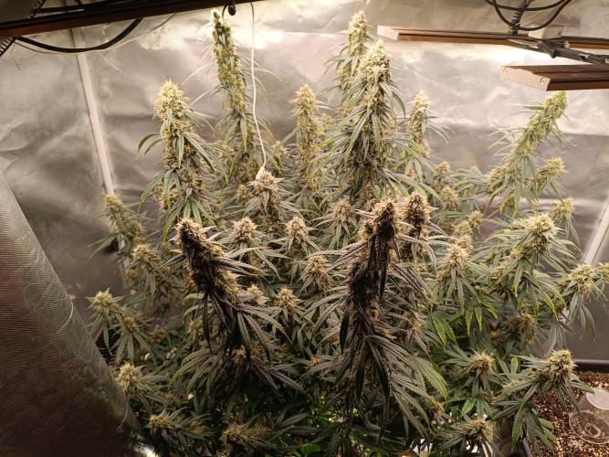 OG kush atuo x1. Week 9 - Day 68