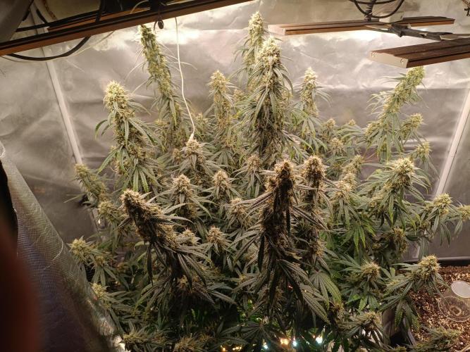 OG kush atuo x1. Week 9 - Day 69