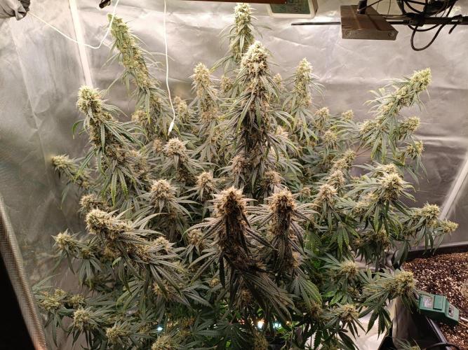 OG kush atuo x1. Week 9 - Day 70