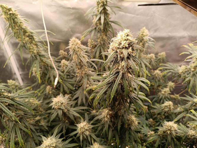 OG kush atuo x1. Week 9 - Day 70