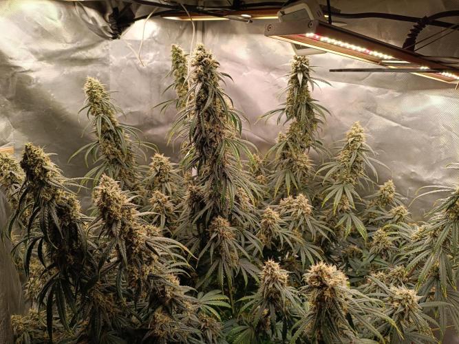OG kush atuo x1. Week 9 - Day 70