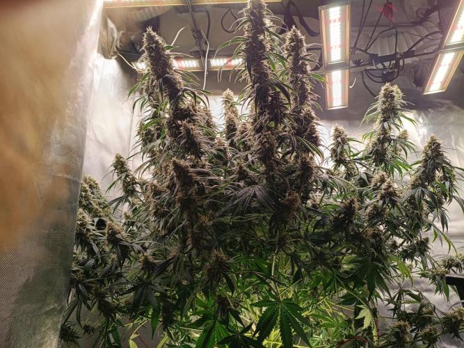 OG kush atuo x1. Week 9 - Day 70