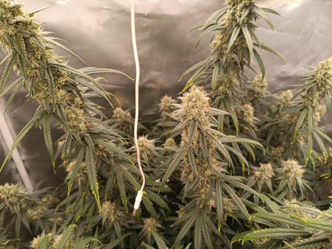 OG kush atuo x1. Week 9 - Day 70
