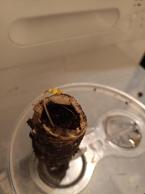 Sour scrumpy x 1. Week 0 - Day 1 of 2nd seed