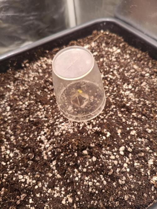 Sour scrumpy x 1. Week 0 - Day 1