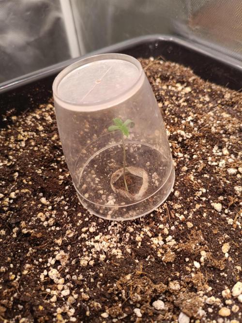 Sour scrumpy x 1. Week 0 - Day 4