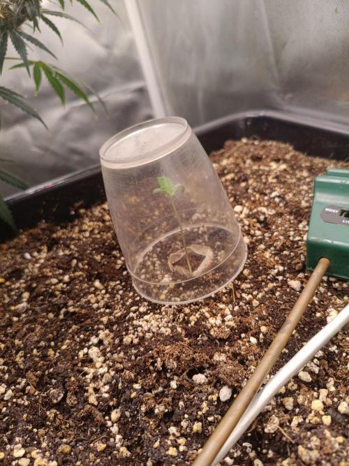 Sour scrumpy x 1. Week 0 - Day 5