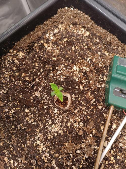 Sour scrumpy x 1. Week 0 - Day 5