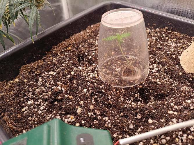 Sour scrumpy x 1. Week 0 - Day 6