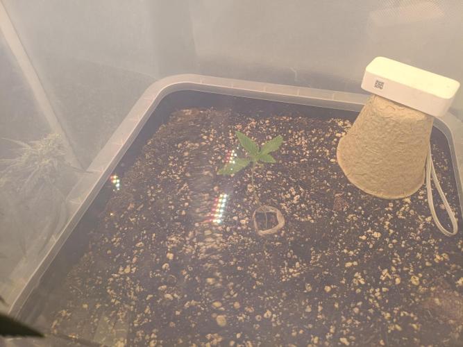 Sour Scrumpysquanch. Week 0