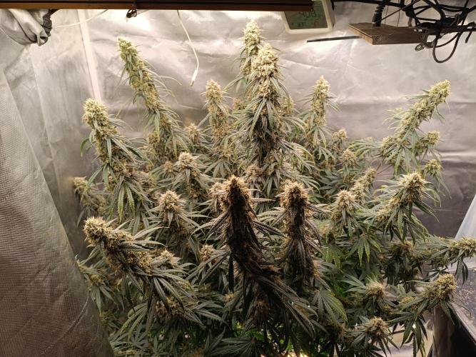 OG kush atuo x1. Week 10 - Day 73