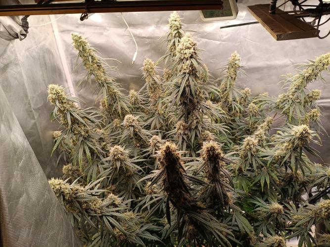 OG kush atuo x1. Week 10 - Day 74