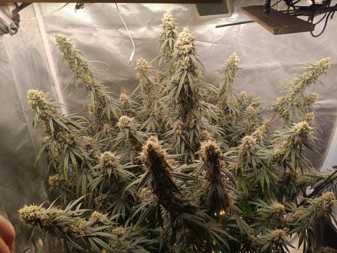 OG kush atuo x1. Week 10 - Day 75