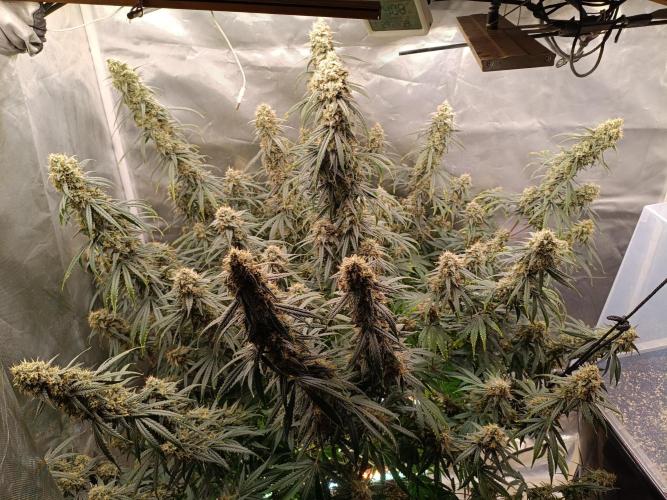 OG kush atuo x1. Week 10 - Day 76