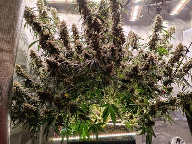 OG kush atuo x1. Week 10 - Day 77
