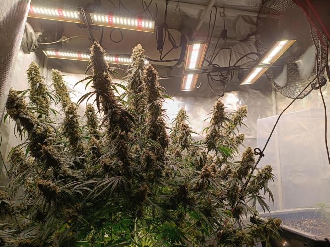 OG kush atuo x1. Week 10 - Day 77