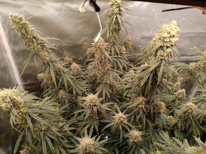OG kush atuo x1. Week 10 - Day 77