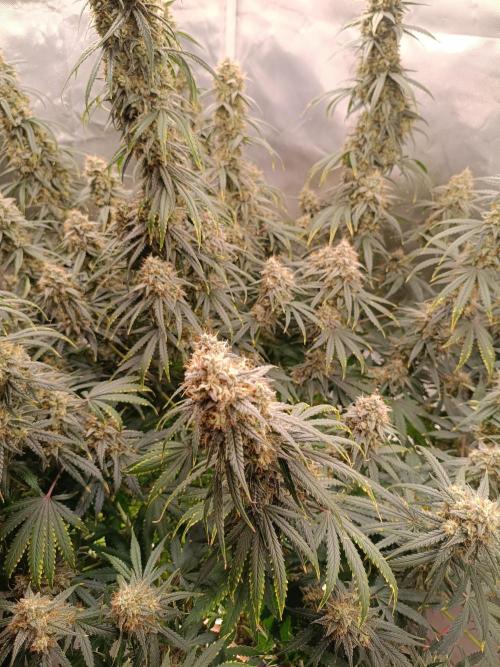 OG kush atuo x1. Week 10 - Day 77