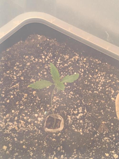 Sour scrumpy x 1. Week 1 - Day 8