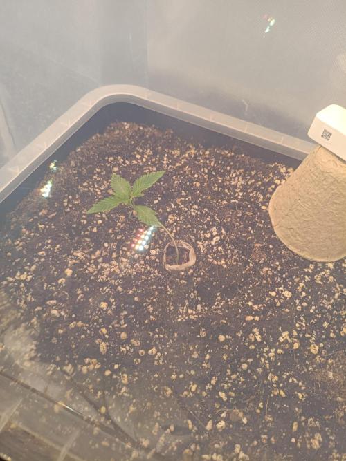 Sour scrumpy x 1. Week 1 - Day 9