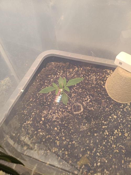 Sour scrumpy x 1. Week 1 - Day 10