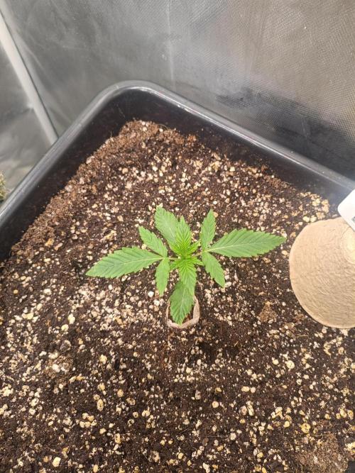 Sour scrumpy x 1. Week 1 - Day 11