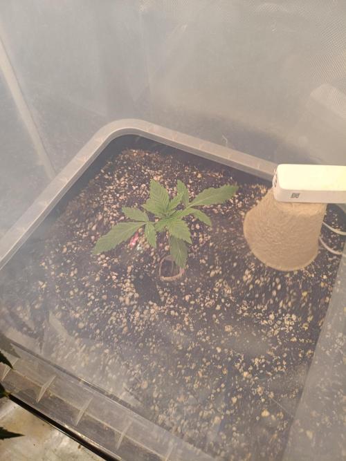 Sour scrumpy x 1. Week 1 - Day 12