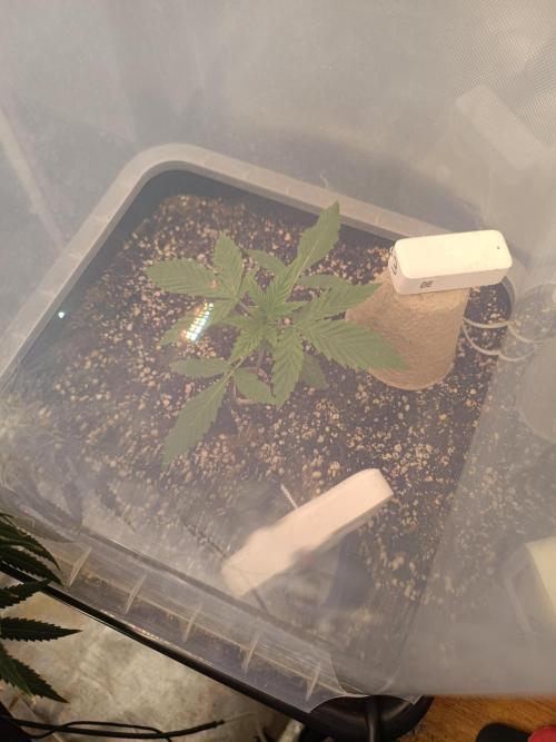 Sour scrumpy x 1. Week 1 - Day 14