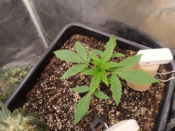 Sour scrumpy x 1. Week 1 - Day 15