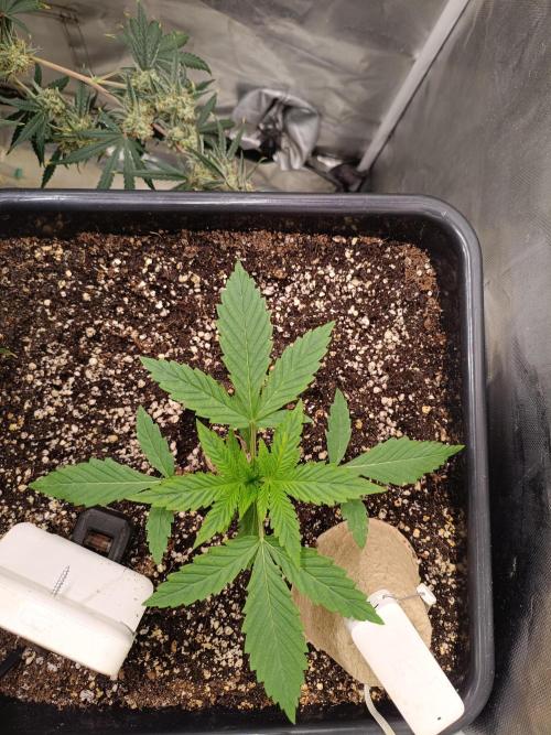 Sour scrumpy x 1. Week 1 - Day 15
