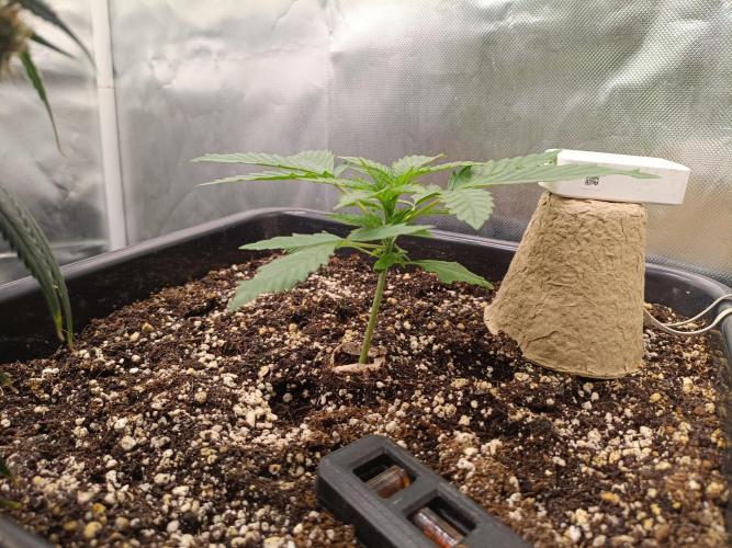 Sour scrumpy x 1. Week 1 - Day 15