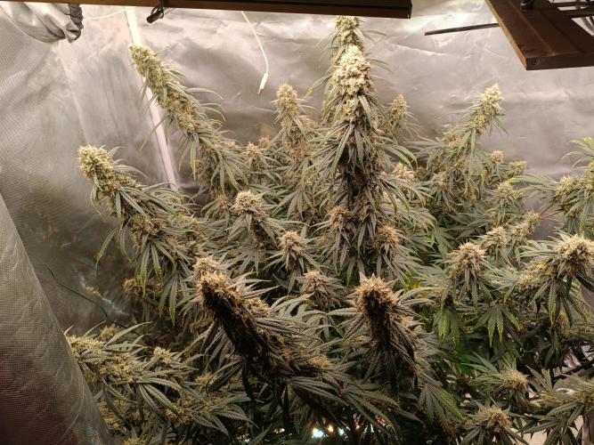 OG kush atuo x1. Week 11 - Day 78