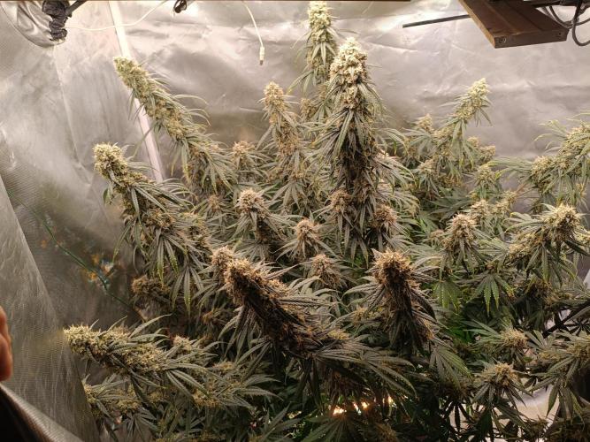 OG kush atuo x1. Week 11 - Day 79